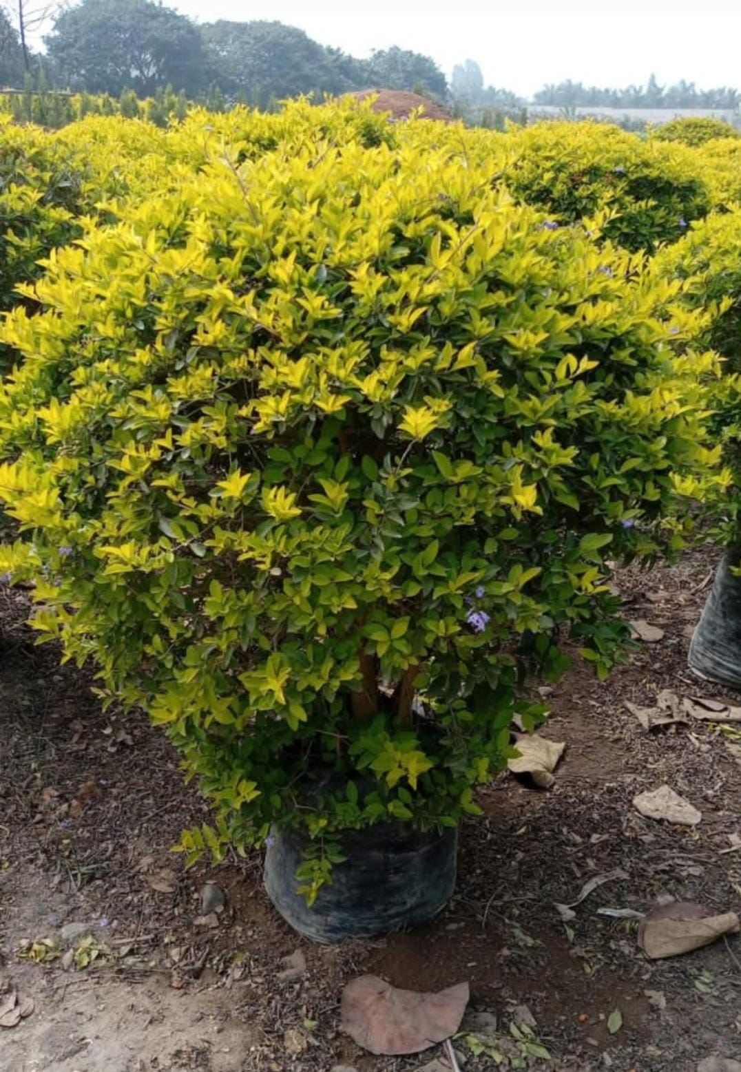Plantas de Exterior